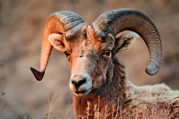 Big Horn Sheep Ram Closeup #1