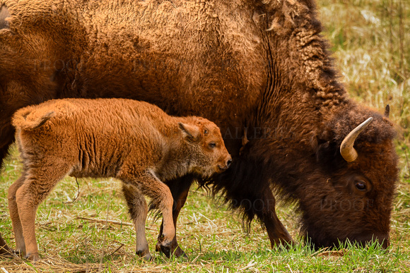 Bison Cow with Newborn Calf