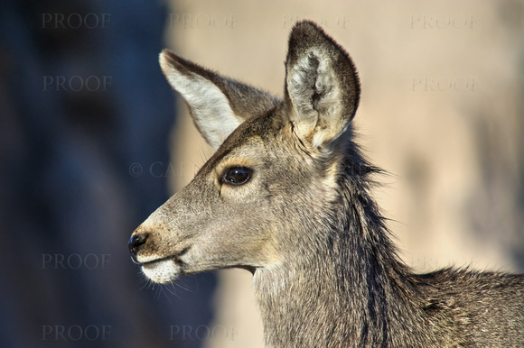 Mule Deer Doe In Profile