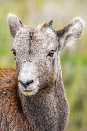Young Bighorn Sheep #2