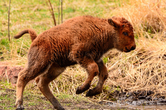 Playful Bison Baby