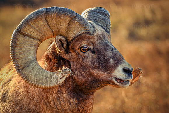 Big Horn Sheep Ram in Profile