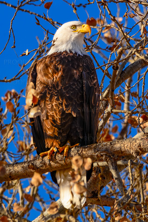 Bald Eagle in a Cottonwood Tree