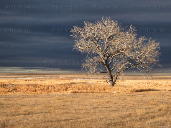 Alone on the Prairie