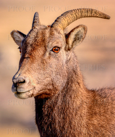 Big Horn Ewe, Three Quarter Profile