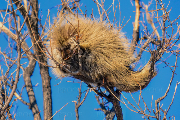 Porcupine Sleeping in a Tree