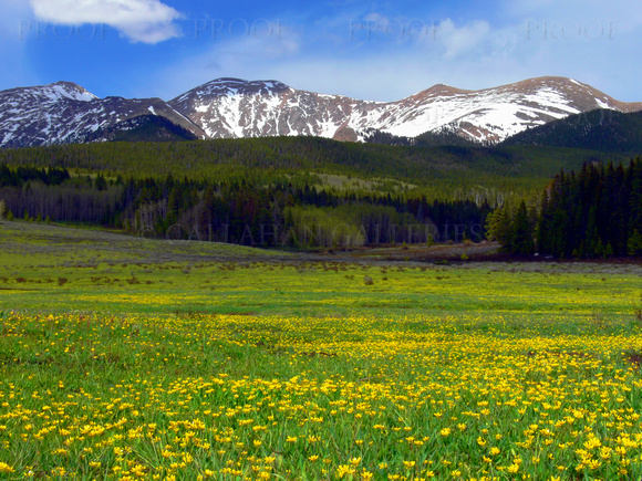 Golden Colorado Meadow