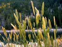 Guanella Pass Grasses