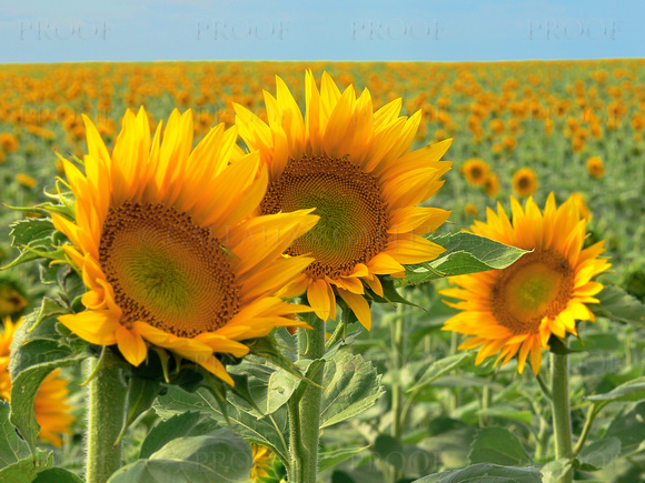 Sunflowers #11