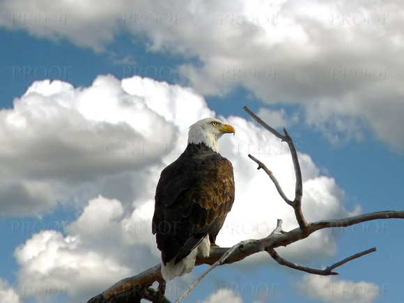 Eagle in Profile #1
