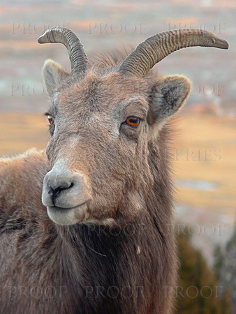 Portrait of a Badlands Bighorn Sheep