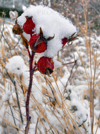 Snow Covered Rose Hips