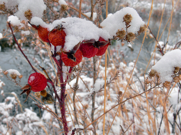 Snow Covered Rose Hips II