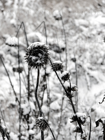 Winter Sunflower