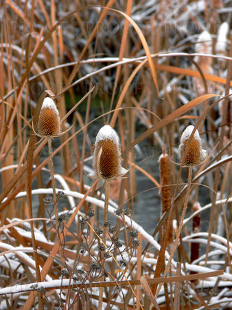 Snow Frosted Teasels
