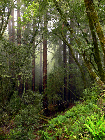 Redwood Rain Forest