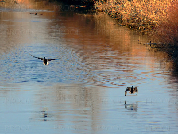 Ducks Taking Flight
