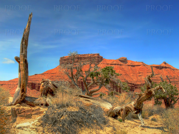 Red Rock Desert with Juniper